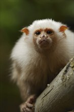 Silver monkey or silver marmoset (Mico argentatus, Callithrix argentata), captive, occurring in