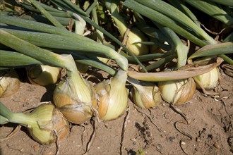 Onion crop in field, Suffolk, England, United Kingdom, Europe