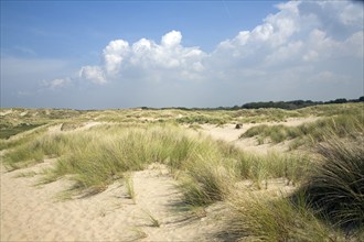 The Dunes between Scheveningen and Katwijk Holland