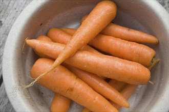 Fresh carrots