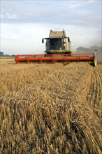 Claas Lexion combine harvester wheat field Boyton, Suffolk, England, United Kingdom, Europe