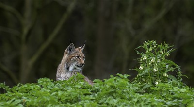 Eurasian lynx (Lynx lynx) looking at flowers at forest edge, fringe of wood