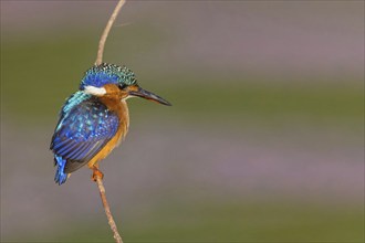 Crested Kingfisher, Corythohrnis cristatus, (Alcedo cristata), Kingfisher family, Malachite