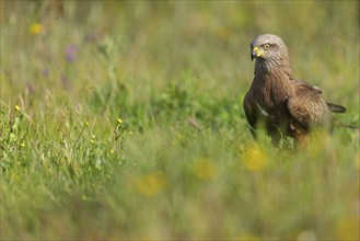 Black kite (Milvus migrans), flight photo, perch, Hides De Calera / Steppe Raptors, Nussloch,