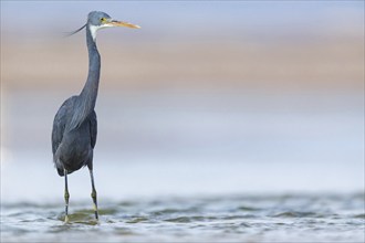 Great Egret, (Egretta gularis), foraging, Raysut, Salalah, Dhofar, Oman, Asia