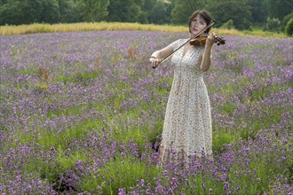 Playing the violin in the lavender field