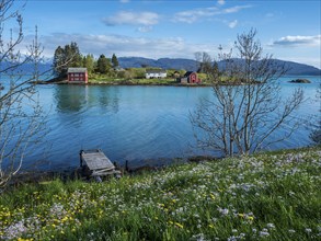 Typical red houses on an island in the Hardangerfjord, flowering meadow in spring, near