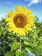 Common sunflower (Helianthus annuus) has flower with yellow petals open in front of blue sky with