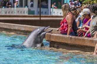 Tourists have up-close encounter with a bottle nosed dolphin at Sea World theme park in Orlando,