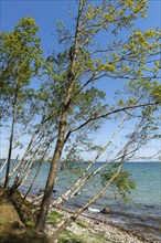 Svendborg, Thurø island, steep shore, stony beach, falling trees, forest, recreation area, Funen,