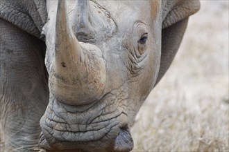 Southern white rhinoceros (Ceratotherium simum simum), adult male looking at camera, head close-up,