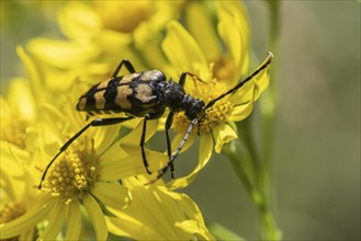 Leptura annularis (Leptura annularis) on ragwort (Jacobaea vulgaris), Emsland, Lower Saxony,