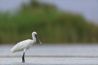 Spoonbill, (Platalea leucorodia), Floating Hide fixed, Tiszaalpár, Kiskunsági National Park,