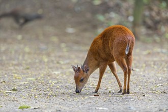 Red forest duiker (Cephalophus natalensis) antelope, iSimangaliso Wetland Park, St. Lucia,