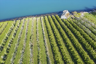 Apple farm near Lofthus at the Sörfjord, a branch of the Hardangerfjord, blomstering in May, drone