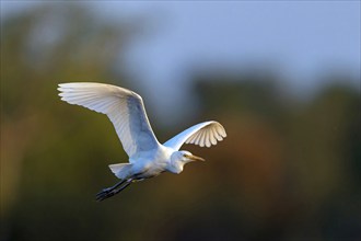 Cattle egret (Bubulcus ibis), flight photo, Raysut, Salalah, Dhofar, Oman, Asia