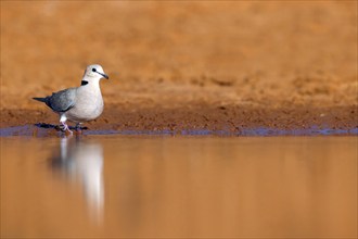 Red-crested Pigeon, (Streptopelia vinacea), Red-winged Turtle Dove, Morgan Kunda lodge / road to