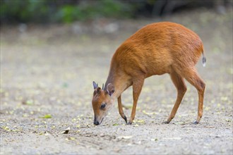 Red forest duiker (Cephalophus natalensis) antelope, iSimangaliso Wetland Park, St. Lucia,