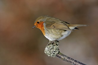 Robin, (Erithacus rubecula), Battenberg, Tiszaalpár, Kiskunsági National Park, Bács-Kiskun,