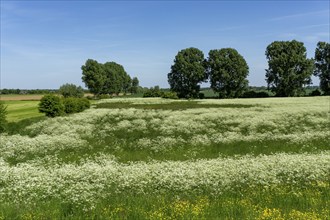 Lower Rhine landscape near Bislich, fields, meadows, rows of trees, North Rhine-Westphalia,