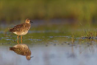 Ruff (Philomachus pugnax), female, Narew, Bialystok, Podlasie, Poland, Europe