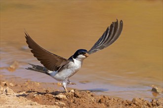 House Martin, Town Swallow, common house martin (Delichon urbica), Lesbos, Lesbos Island, Greece,