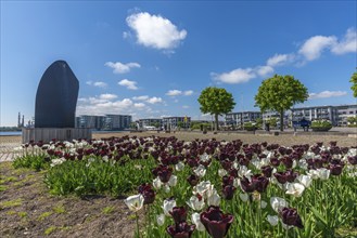 Maritime Nyborg on the Great Belt, new buildings near the centre, tulip bed, spring, Forshvn Marine