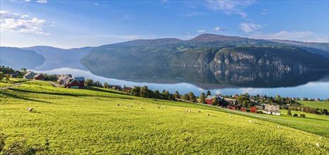 Sheep greasing above the fjord, village Utvik at the Nordfjord, Norway, Europe