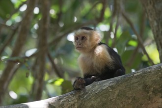 White-shouldered capuchin monkey (Cebus capucinus), Manuel Antonio National Park, Costa Rica,