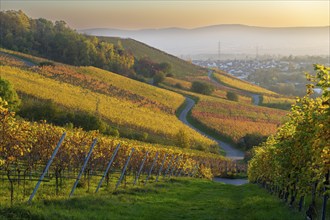 Picturesque vineyards in autumn light with misty hills in the background and a winding path, Korb,