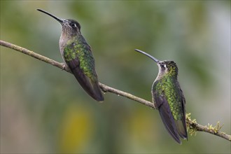 Violet-crowned Brilliant Hummingbird (Eugenes fulgens), Parque National Los Quetzales, Costa Rica,