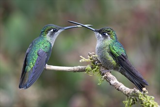 Violet-crowned Brilliant Hummingbird (Eugenes fulgens), Parque National Los Quetzales, Costa Rica,