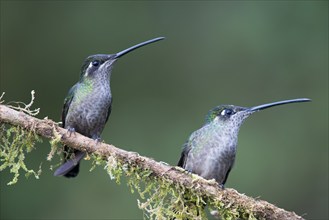 Violet-crowned Brilliant Hummingbird (Eugenes fulgens), Parque National Los Quetzales, Costa Rica,