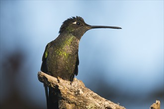 Violet-crowned Brilliant Hummingbird (Eugenes fulgens), Parque National Los Quetzales, Costa Rica,