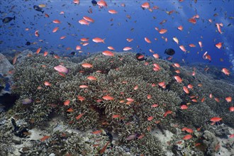 Coral reef with many small orange-coloured fish, jewel flag perch (Pseudanthias squamipinnis), in