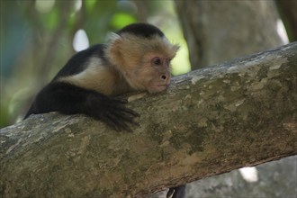 White-shouldered capuchin monkey (Cebus capucinus), Manuel Antonio National Park, Costa Rica,