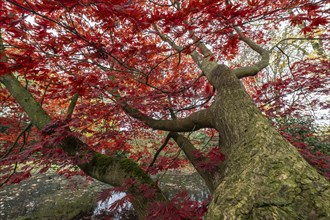 Japanese fan maple (Acer palmatum Trompenburg), autumn colours, Emsland, Lower Saxony, Germany,