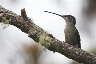 Violet-crowned Brilliant Hummingbird (Eugenes fulgens), Parque National Los Quetzales, Costa Rica,