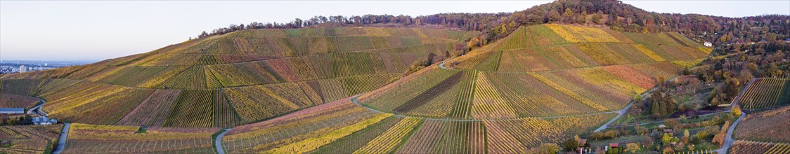 Autumn-coloured vineyards in the Untertürkheim district, autumn in Stuttgart. Aerial view.