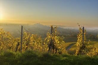 A sunny day in the vineyard with yellow-coloured vines and rolling hills, Korb, Rems Valley,