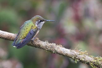 Inaguaster hummingbird (Nesophlox lyura), Parque National Los Quetzales, Costa Rica, Central