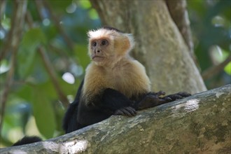 White-shouldered capuchin monkey (Cebus capucinus), Manuel Antonio National Park, Costa Rica,