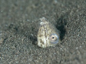 A sand snake eel (Ophichthus altipennis), snake eel, looks out of the sand, well camouflaged in its