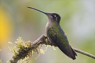 Violet-crowned Brilliant Hummingbird (Eugenes fulgens), Parque National Los Quetzales, Costa Rica,