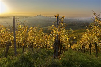 Picturesque vineyard landscape in autumn with golden leaves and calm, hazy sky at sunset, Korb,