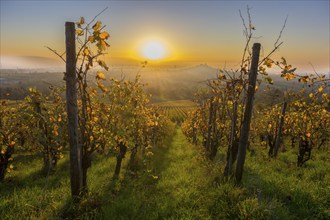 Sunset over autumnal vineyards with fog in the distance and bright sunlight, Korb, Rems Valley,