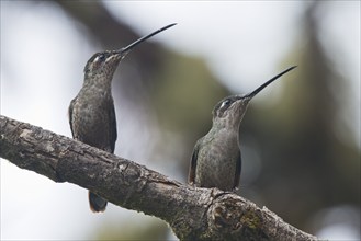 Violet-crowned Brilliant Hummingbird (Eugenes fulgens), Parque National Los Quetzales, Costa Rica,