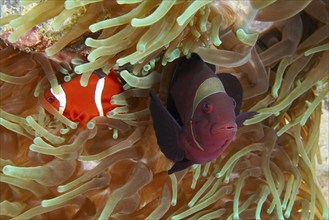 Two velvet anemonefish, spiny anemonefish (Amphiprion biaculeatus) swimming side by side in a sea