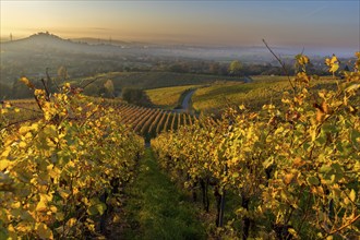 A picturesque vineyard in autumn, surrounded by rolling hills and a misty evening mood, Korb, Rems