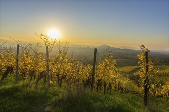 Sunset over autumn vineyards with yellow leaves and green grass, Korb, Rems Valley,